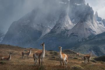 开云体育平台APP-多特蒙德战术碾压厄瓜多尔，巴斯托尼一锤定音成胜负手