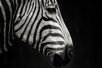 开云体育官网-逆天罚球！老鹰压哨击败开拓者，詹姆斯狂轰51分演绎不老神话