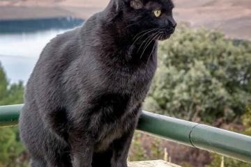 开云体育入口-秘鲁斩落沙特，黑马腾空，改写历史的季后赛抢七焦点战