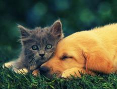 开云体育平台APP-德里克·福克斯，当压力化为祭坛，他就是纽约的弥赛亚