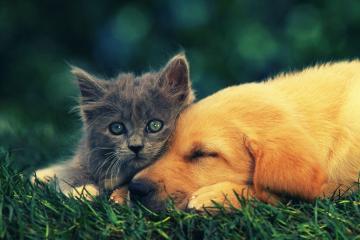 开云体育平台APP-德里克·福克斯，当压力化为祭坛，他就是纽约的弥赛亚