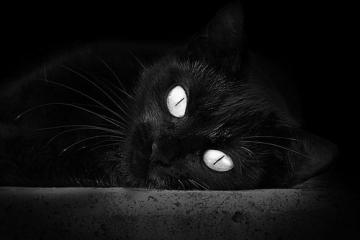 开云体育下载-F1年度争冠焦点战，奇才终结马刺式的速度与荣耀