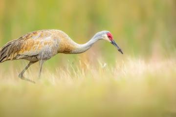开云体育下载-门迪闪耀，非洲风暴全面压制黄色潜水艇