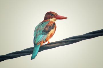 开云体育官网-错位时空里的领袖法则，当足球欧冠夜，闯入一个篮球伦纳德
