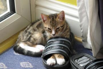 开云官网-穆勒齿轮，德甲争冠夜的隐形驱动力