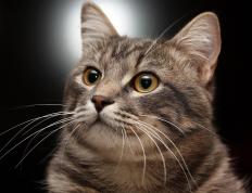 开云体育入口-真正的淘汰赛