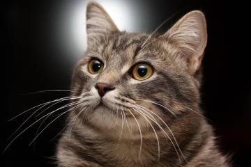 开云体育入口-真正的淘汰赛