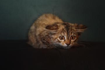 开云体育平台APP-绿衫军领袖跨洋降临？塔图姆独力扭转上海滩风暴，快船惊险过关