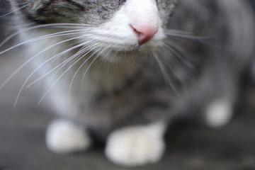 开云体育官网-NBA总决赛焦点战，独行侠强势打穿吉林队，创下历史性篇章