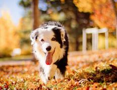 开云APP-夜战街道，小贾伦的统治力让F1赛事早早定局