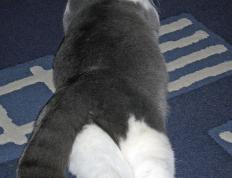 开云体育app-血脉与冰霜，当凯尔特人铁壁遭遇德罗赞的大场面绝杀