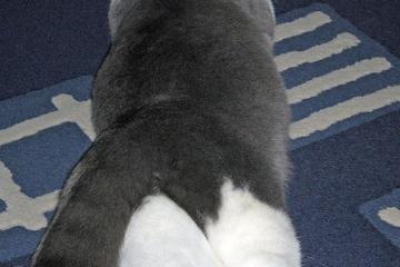 开云体育app-血脉与冰霜，当凯尔特人铁壁遭遇德罗赞的大场面绝杀