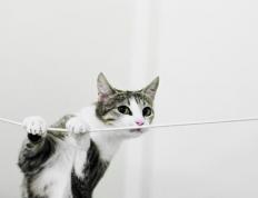 开云体育官方网站-当辽篮遇上爵士，哈登的魔术手如何改写一场跨越太平洋的对决