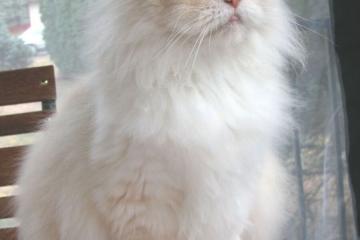 开云体育登录-年度焦点之战之夜，字母哥关键进球定乾坤