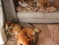 开云体育在线-从绝望到救赎，詹姆斯终场觉醒，猛龙铁血防守碾碎国王