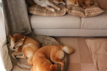 开云体育在线-从绝望到救赎，詹姆斯终场觉醒，猛龙铁血防守碾碎国王