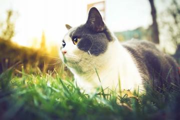 开云APP-冷风与秩序，牙买加的逆袭暗流与罗德里的时代接管