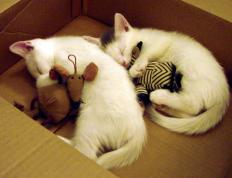 开云体育下载-布鲁诺·索里亚诺，37岁老将的时间魔法，西班牙加时鏖战力克英格兰登顶欧洲