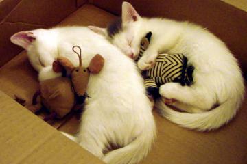 开云体育下载-布鲁诺·索里亚诺，37岁老将的时间魔法，西班牙加时鏖战力克英格兰登顶欧洲