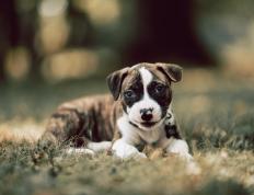 开云体育APP下载-当无名之师奏凯，深圳队稳如磐石，霍勒迪于无声处听惊雷