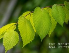 开云官网-绞杀巨人！巴拉圭防线冻结拜仁，黄喜灿天降神兵定乾坤