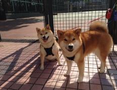 开云平台-波斯铁骑力克亚平宁霸主！佩德里关键助攻改写伊朗足球史