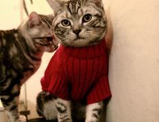 开云体育在线-雷霆万钧！保罗末节封神，广东吞下苦果