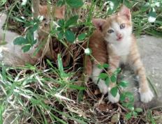 开云体育下载-切特关键制胜三分，广东队爆冷击败NBA开拓者创历史