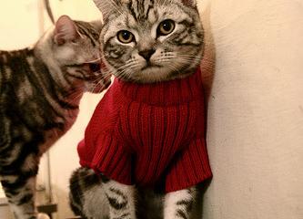 开云体育在线-篮球双城记，勇士轻取魔术悬念早定，小贾伦意甲焦点战独揽风云