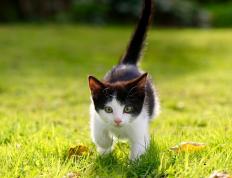 开云下载-引擎声与篮球的碰撞，街道的死斗与湖人的一波流