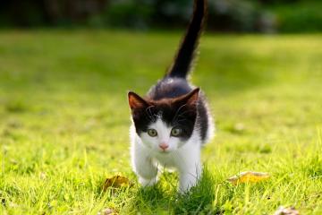 开云下载-引擎声与篮球的碰撞，街道的死斗与湖人的一波流