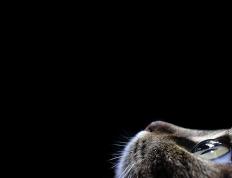 开云体育在线-莫兰特归来！炸裂全场47分点燃掘金vs步行者之战