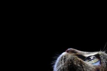 开云体育在线-莫兰特归来！炸裂全场47分点燃掘金vs步行者之战