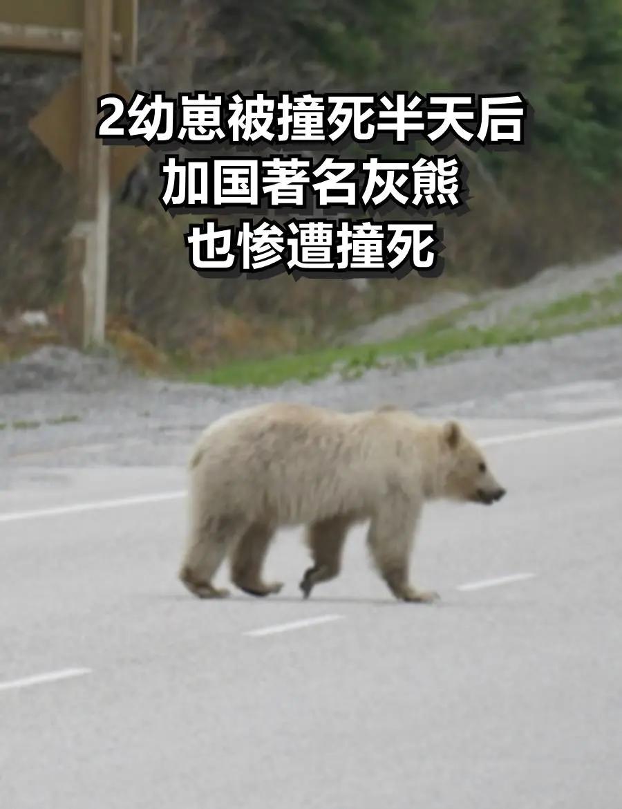 开云体育入口-雄鹿不敌灰熊,遭遇两连败