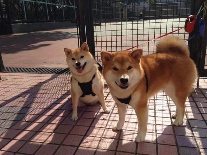 开云平台-波斯铁骑力克亚平宁霸主!佩德里关键助攻改写伊朗足球史