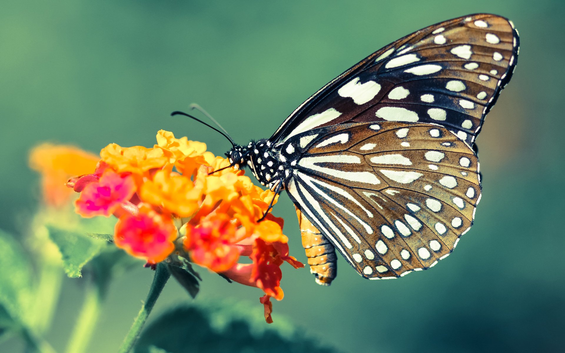 开云平台-美加墨世界杯热潮下的篮球焦点，鹈鹕生死战取胜尼克斯的激情之夜