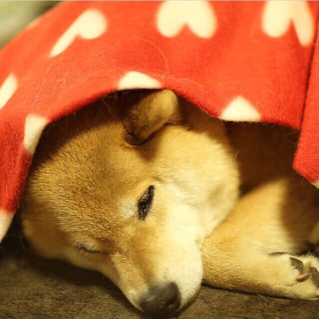 开云APP-霓虹与数据，当F1街道赛的夜色吞没基米希的理智