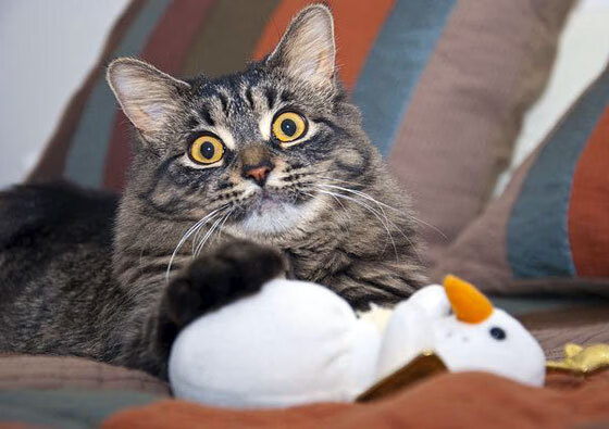 开云平台-锁死利拉德！欧文防守制胜 活塞第三节爆发击溃雄鹿