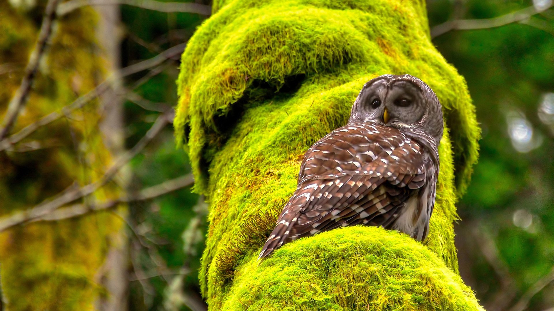 开云体育在线-米切尔关键球定乾坤，凯尔特人险胜步行者！