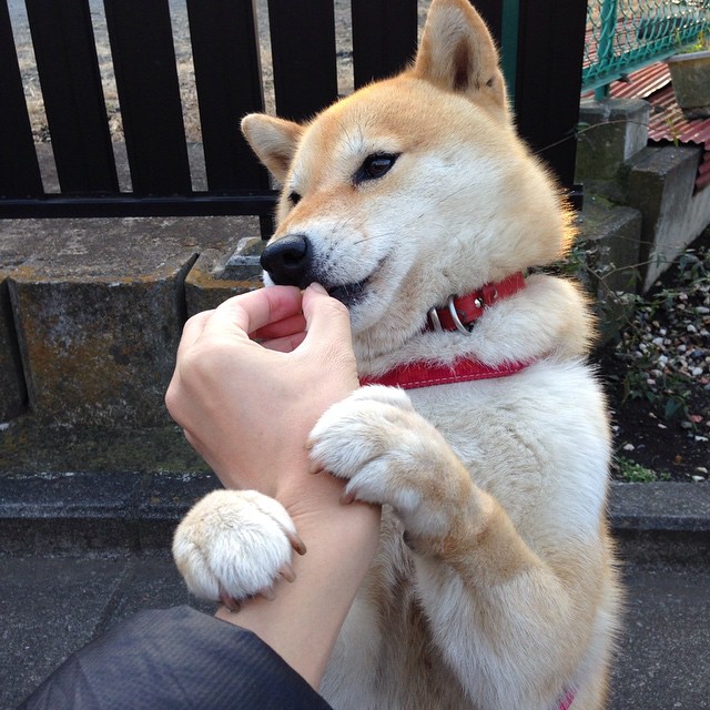 开云体育中国-关键先生克莱末节救主！青岛老鹰惊险啄伤山西猛龙