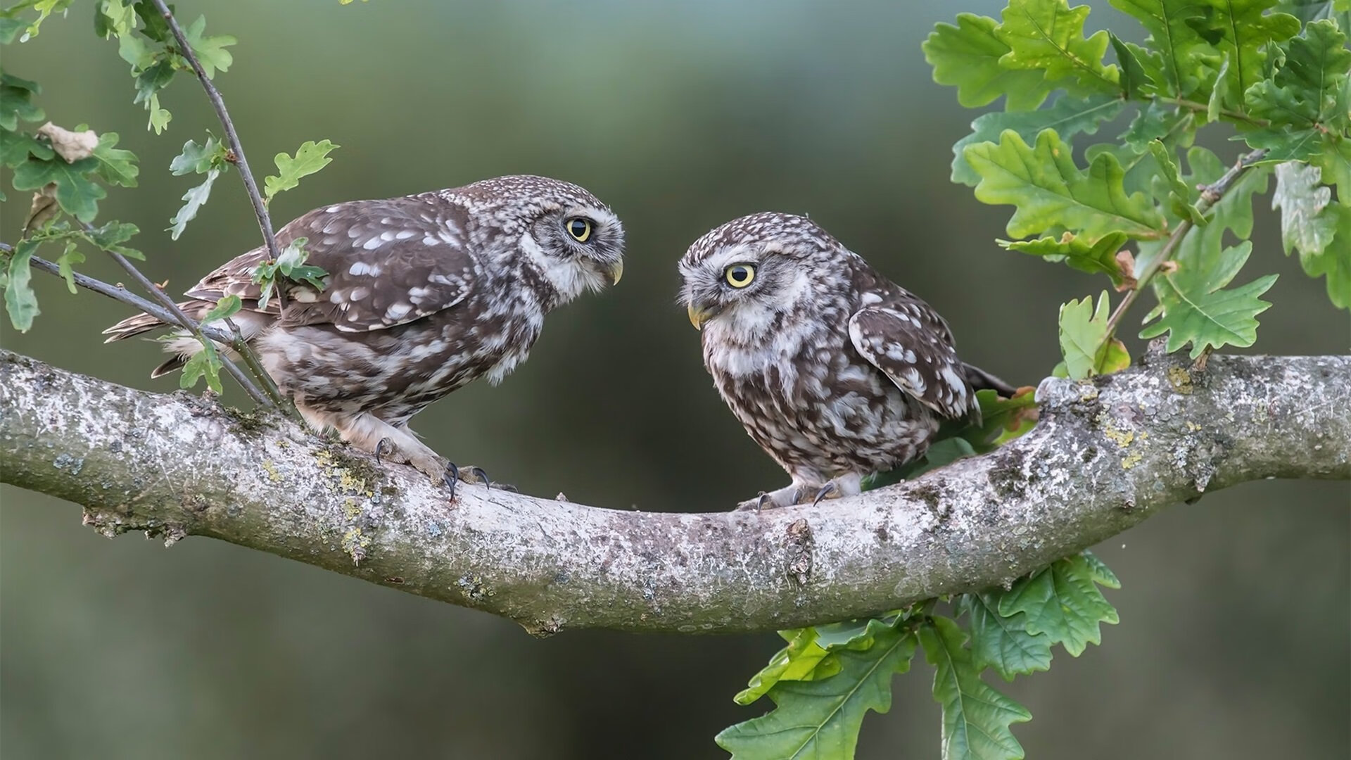 开云体育平台APP-关键先生一箭穿心!小贾伦绝世三分,黄蜂压哨绝杀深圳
