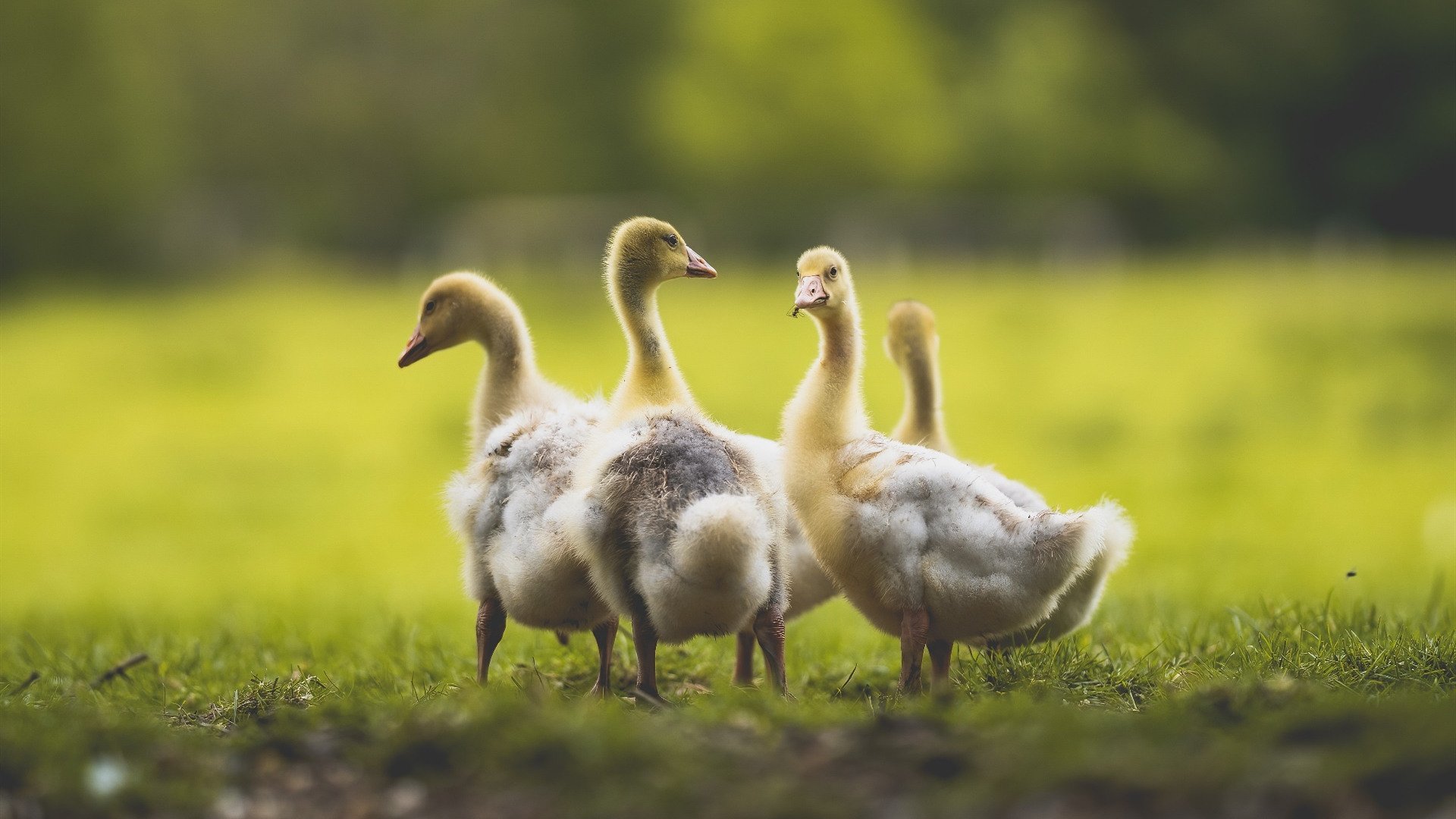 开云平台-压力下的辉煌,凯恩爆发助里昂力克智利