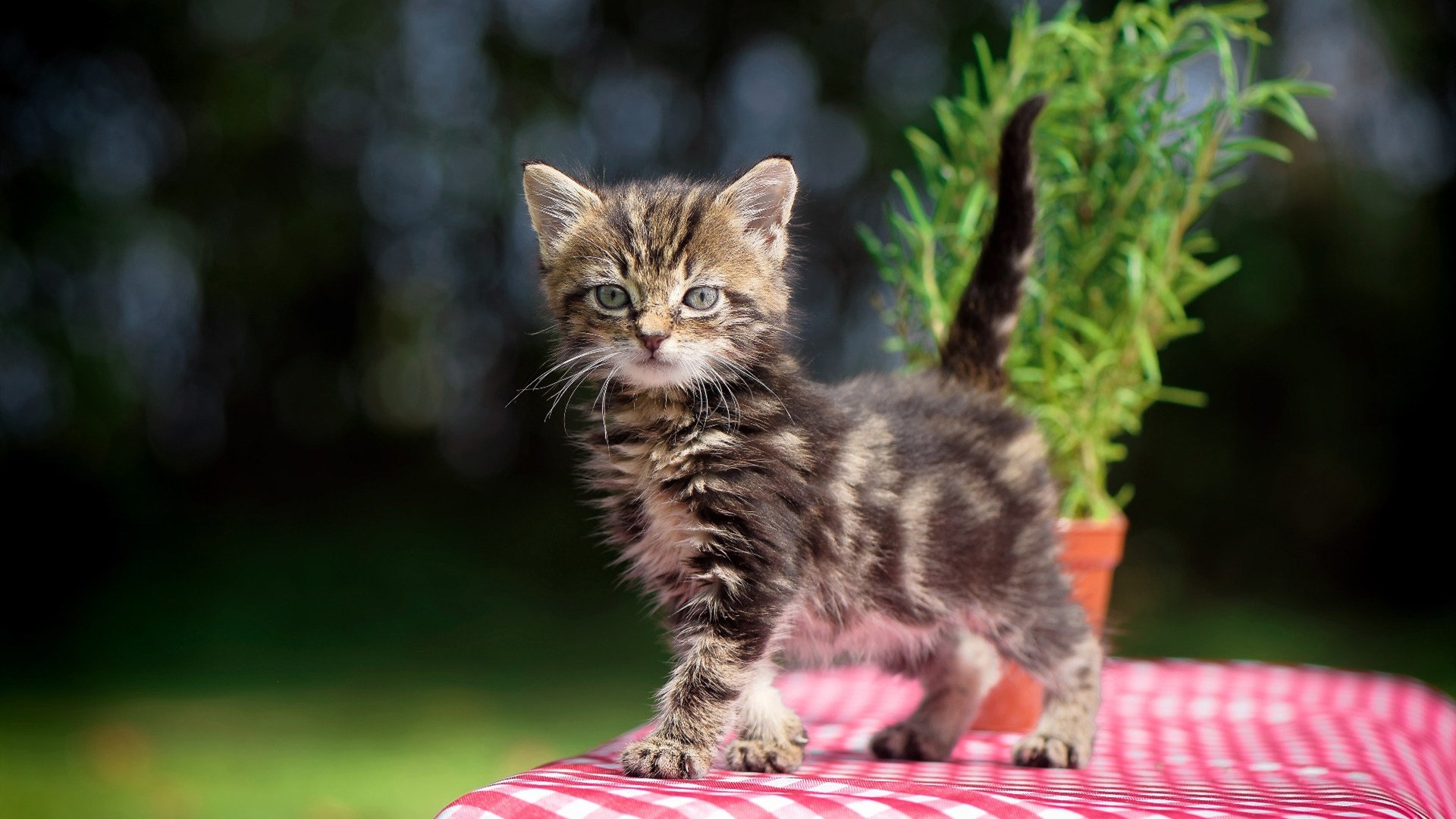 开云体育下载-马德里竞技vs皇家社会，雨夜中的英雄，拉亚一夫当关
