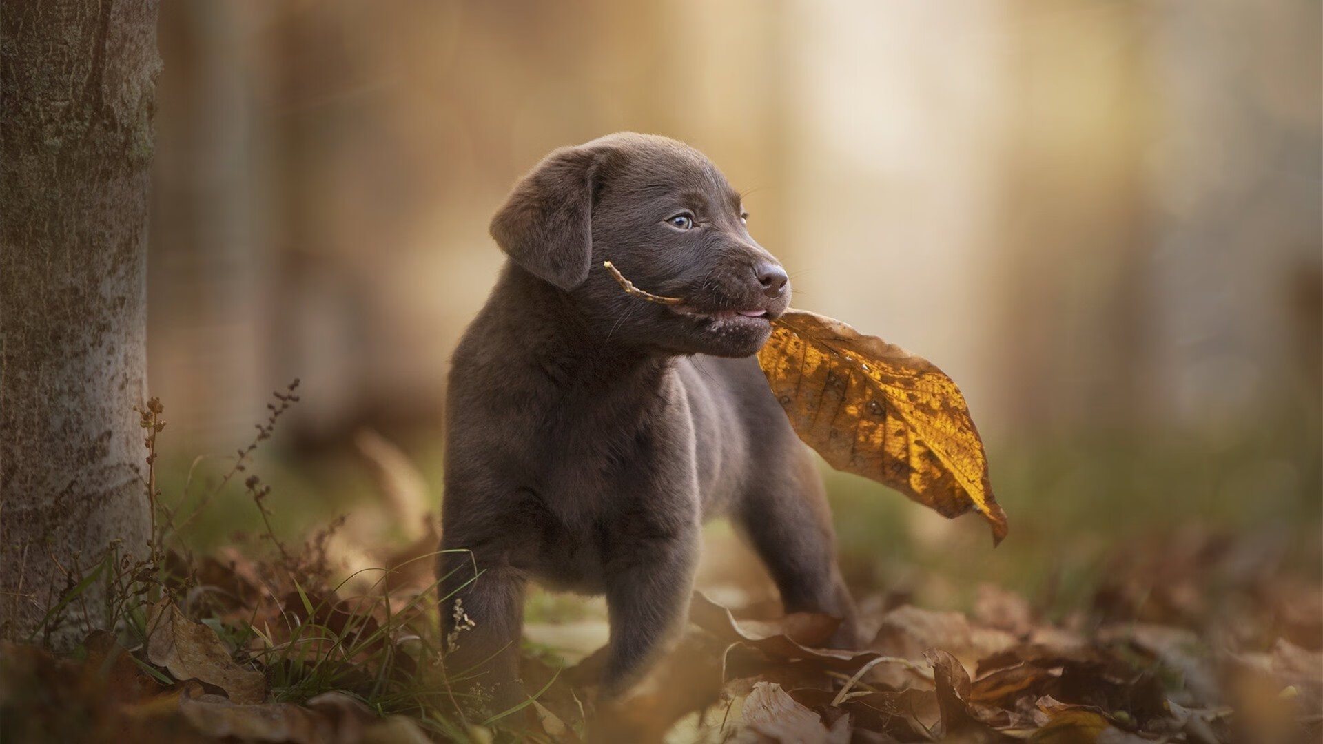 开云体育入口-一剑封喉,美加墨世界杯之夜,阿拉巴贡献制胜表现