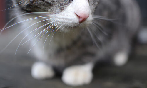 开云体育官网-NBA总决赛焦点战,独行侠强势打穿吉林队,创下历史性篇章