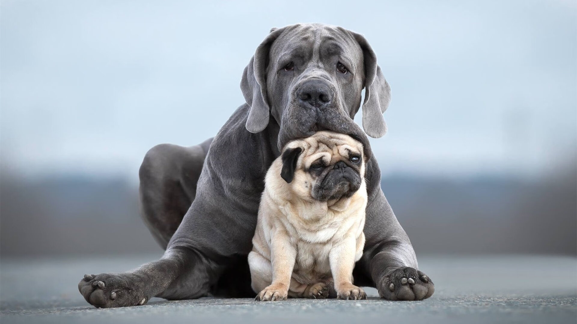 开云下载-夜战封神，锡安在F1街道赛的压制级统治
