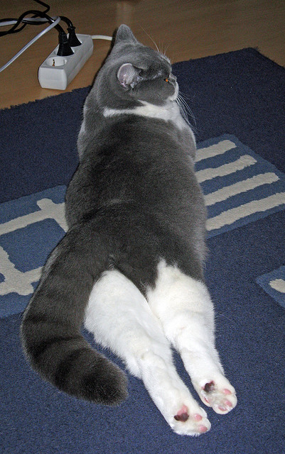 开云体育app-血脉与冰霜，当凯尔特人铁壁遭遇德罗赞的大场面绝杀