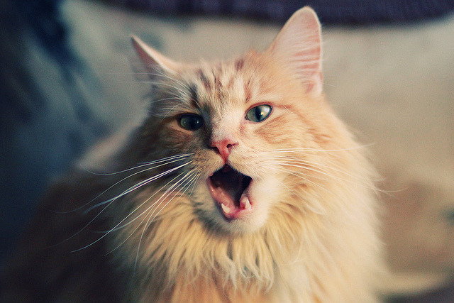 开云平台-淬火鹏城夜，深圳队决胜局力压太阳，哈利伯顿如何以节奏掌控全局？