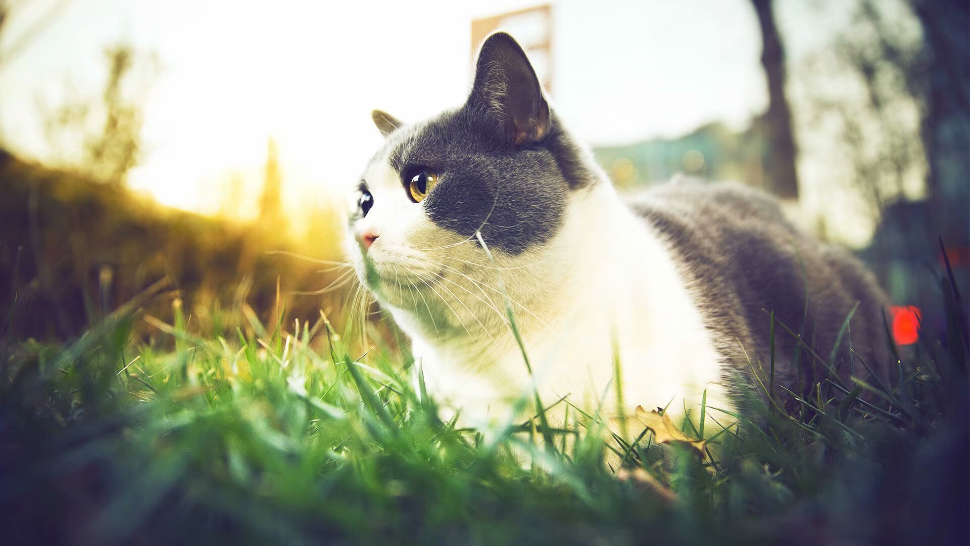 开云APP-冷风与秩序,牙买加的逆袭暗流与罗德里的时代接管