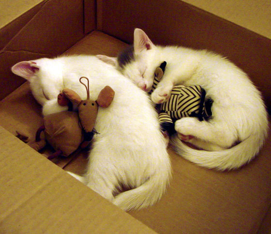 开云体育下载-布鲁诺·索里亚诺，37岁老将的时间魔法，西班牙加时鏖战力克英格兰登顶欧洲